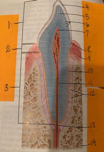 A P II Lab 8 Longitudinal Section Canine Tooth Fig 23 12 Flashcards