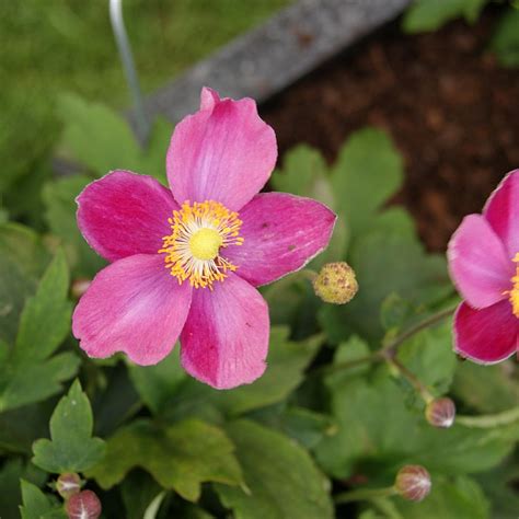 Anemone Hupehensis Pretty Lady Susan Find Haveplanter