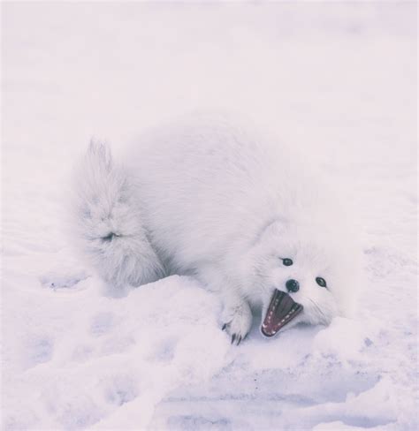 Renard