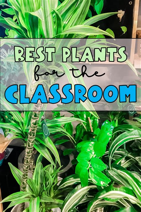 Classroom plants the best and the worst plants to keep at school – Artofit