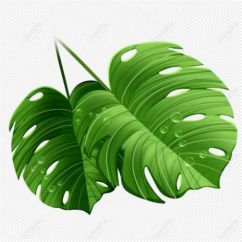 Split Leaf Philodendron Clipart