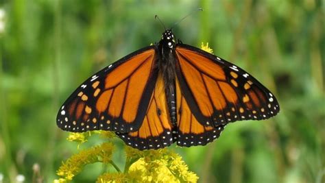 10 Datos Curiosos de las mariposas que realmente te sorprenderán