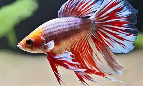 Debunking Myths Can Betta Fish Have Seizures