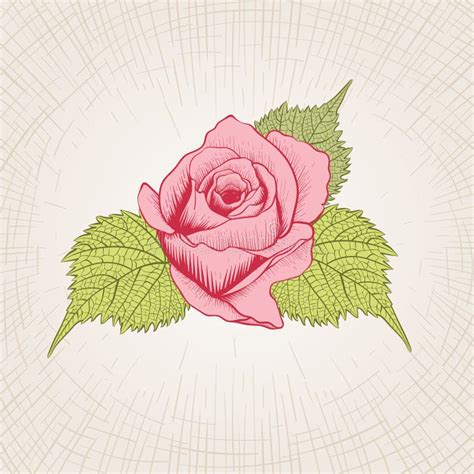 Hand Gezeichnete Rose Vektor Abbildung Illustration Von Tinte 58939834