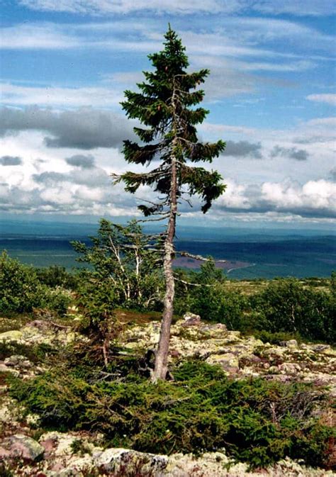 L albero più antico del mondo cos è e quanti anni ha Il Giardino