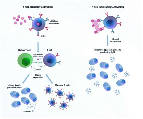 B Cells Memory B Cells And Plasma Cells B Cell Activation Development And The B Cell Receptor