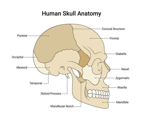 The Human Skull: An Anatomical Masterpiece - Anatomy Note