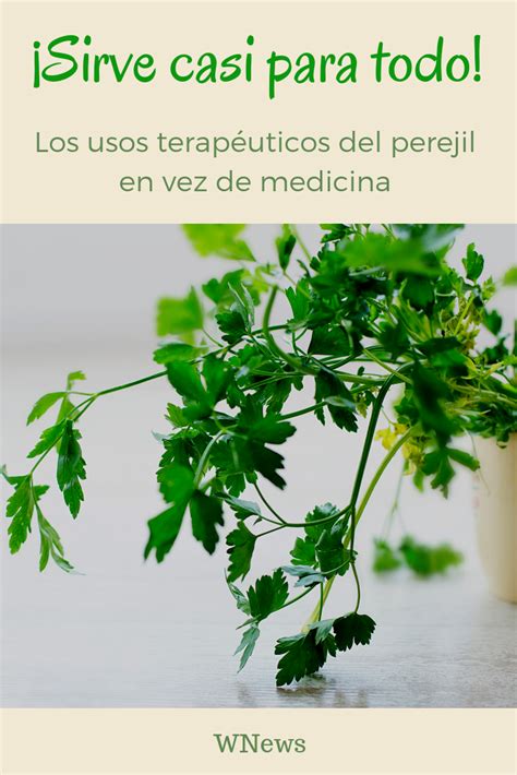 Disfruta Los Beneficios Del Perejil Con Estos Consejos Terapéuticos Perejil Beneficios