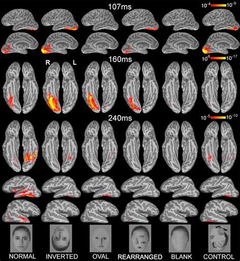 Frontiers Spatio Temporal Dynamics And Laterality Effects Of Face