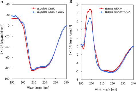 Effect Of Gga On The Conformational Changes Of Dnak And Hsp A The