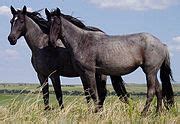 Category:Nokota horse - Wikimedia Commons