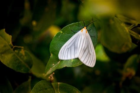 Premium Photo Small White Moth On A Green Leave
