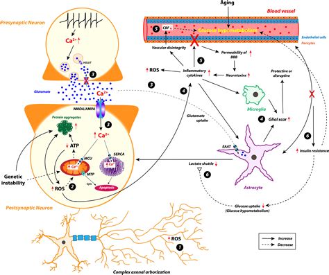 Frontiers Neurodegenerative Diseases Is Metabolic Deficiency The