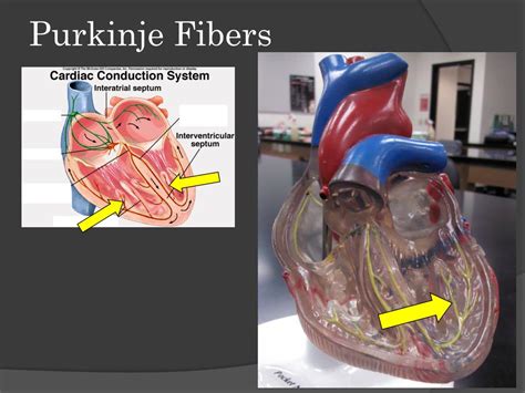 Ppt The Cardiac Cycle Powerpoint Presentation Free Download Id 4927284