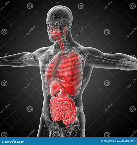 3d Render Medical Illustration Of The Human Digestive System And Stock