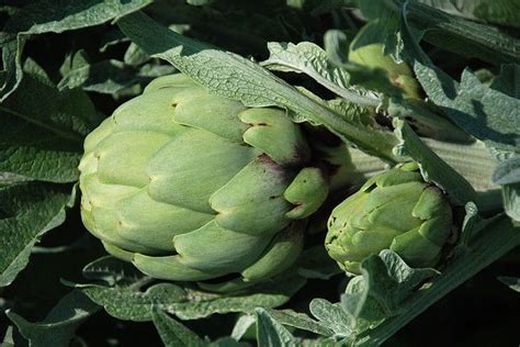 Las Cinco Mejores Plantas Medicinales Para Adelgazar