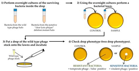 Mps Free Full Text Practical Method For Isolation Of Phage Deletion