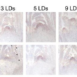 Temporal And Spatial Expression Pattern Of SOC1 In The Transgenic