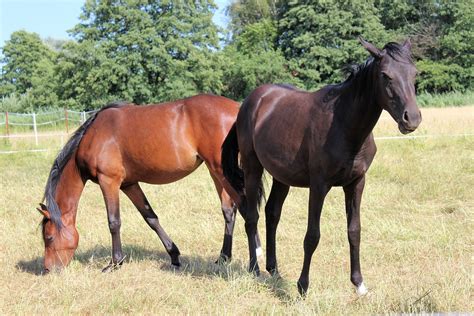 Pferd Ponny Fohlen - Kostenloses Foto auf Pixabay