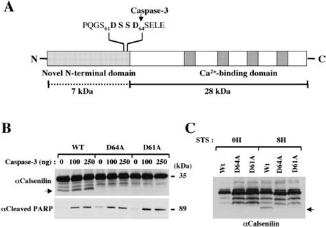 Identification Of The Caspase Cleavage Site Of Calsenilin Using