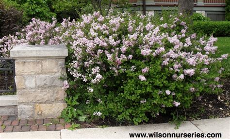 Dwarf Korean Lilac Hedge