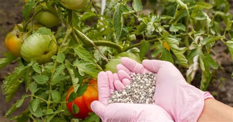 Engrais idéal pour une récolte de tomates abondante critères de choix