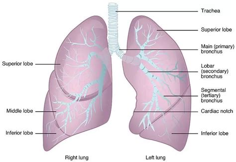 1 Anatomy Of The Respiratory System Simplemed Learning Medicine