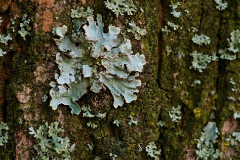 Lichen Identification