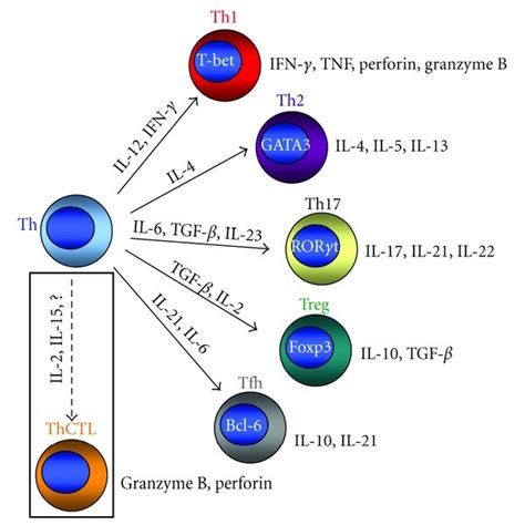 The Many Roles Of Cd T Cells In Promoting Antiviral Immunity Multiple