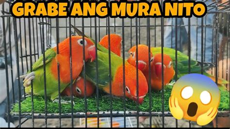 BOCAUE BULACAN PET MARKET UPDATE NOVEMBER 4 DAMING MURA Kapetshop