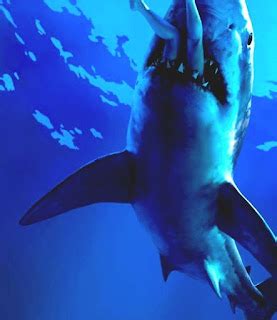 Great Hammerhead - Hammerhead Shark Attack Human