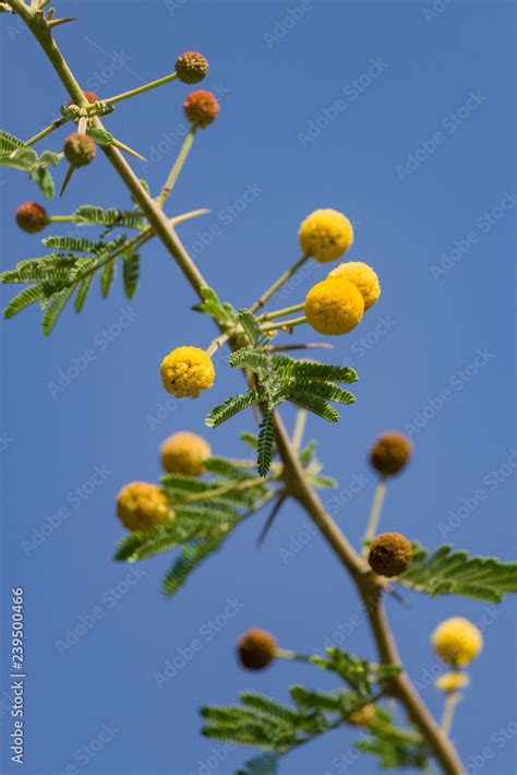 Acacia nilotica, Vachellia nilotica or gum arabic tree detail of leaves ...