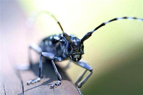 Beetle Control - Pest Asset - Pest Control