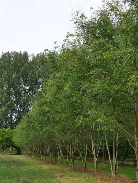 Gleditsia Triacanthos Skyline Gleditsia Triacanthos Skyline Van