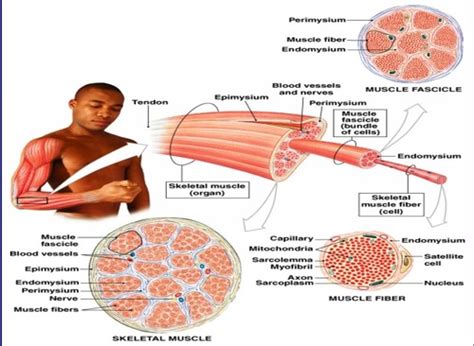 Chapter 10 Muscle Tissue Flashcards Quizlet