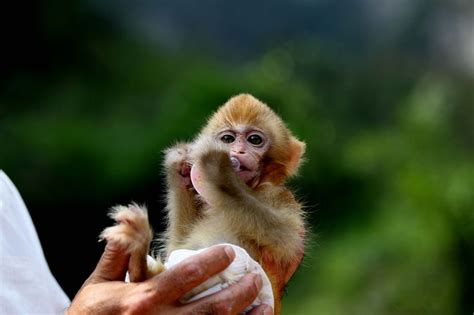 Chinese scientists added human brain genes to monkeys - Vox