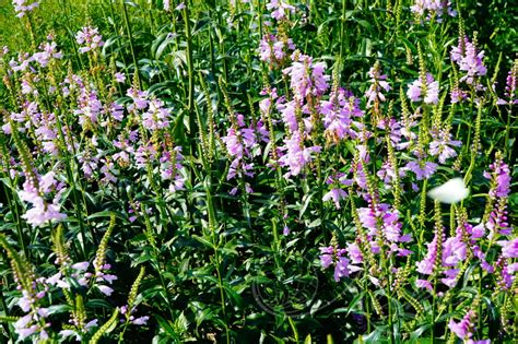 Физостегия виргинская (Physostegia virginiana) - Физиостегия виргинская ...