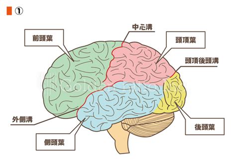 脳の構造 ゴールデンレイシオクリニック病院のホームページ制作予約フォーム