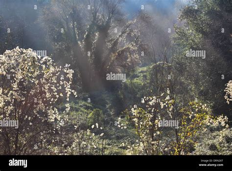 Ray Of Light In The Forest Stock Photo Alamy