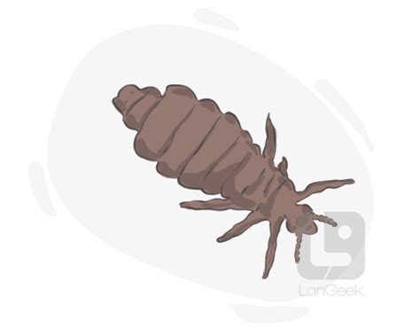 Definition Meaning Of Louse LanGeek