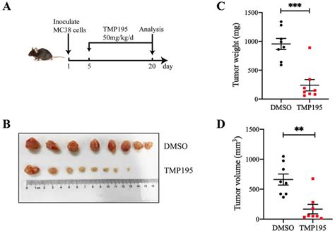 Tmp Exerts Antitumor Effects On Colorectal Cancer By Promoting M