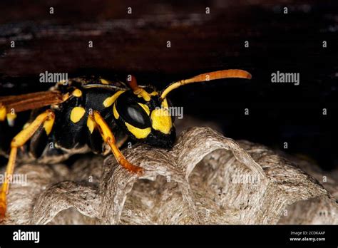 Common Wasp Vespula Vulgaris Adult Standing On Nest Normandy Stock