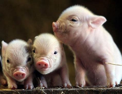 baby pig wallpapers top  baby pig backgrounds wallpaperaccess