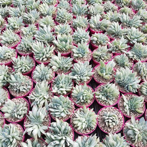 Sedum Suaveolens F Crested Giromagi Cactus And Succulents