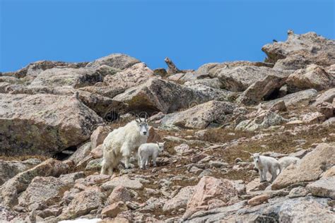 Mountain Goat Nanny And Kids Stock Image Image Of Mountain Outdoors