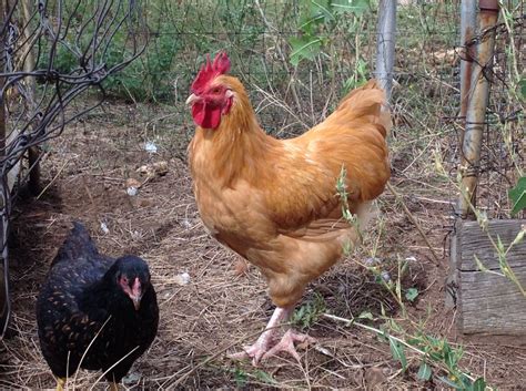 Meyer Hatchery Chicken pics anyone?? | Page 775 | BackYard Chickens ...