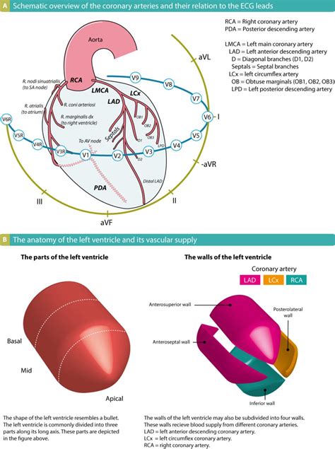 X Infarktlokalisation Ecg Learning