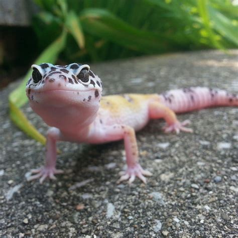 baby leo Lepord Gecko, Leopard Gecko Cute, Cute Gecko, Cute Lizard ...