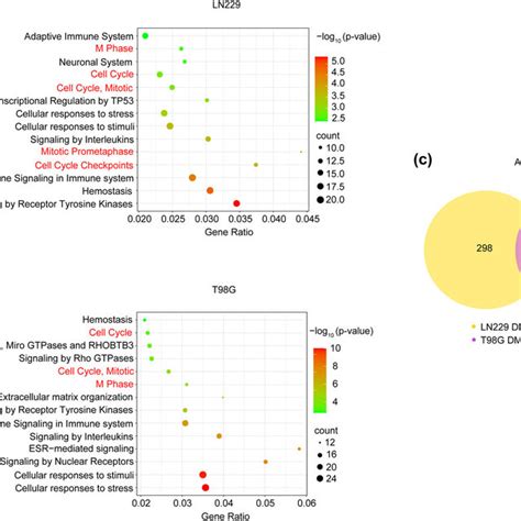 Transcriptome Analysis Of Gbm Cells Treated With Dub In A And B