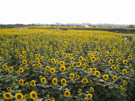 Sunflower Field Zama Kobakou Flickr